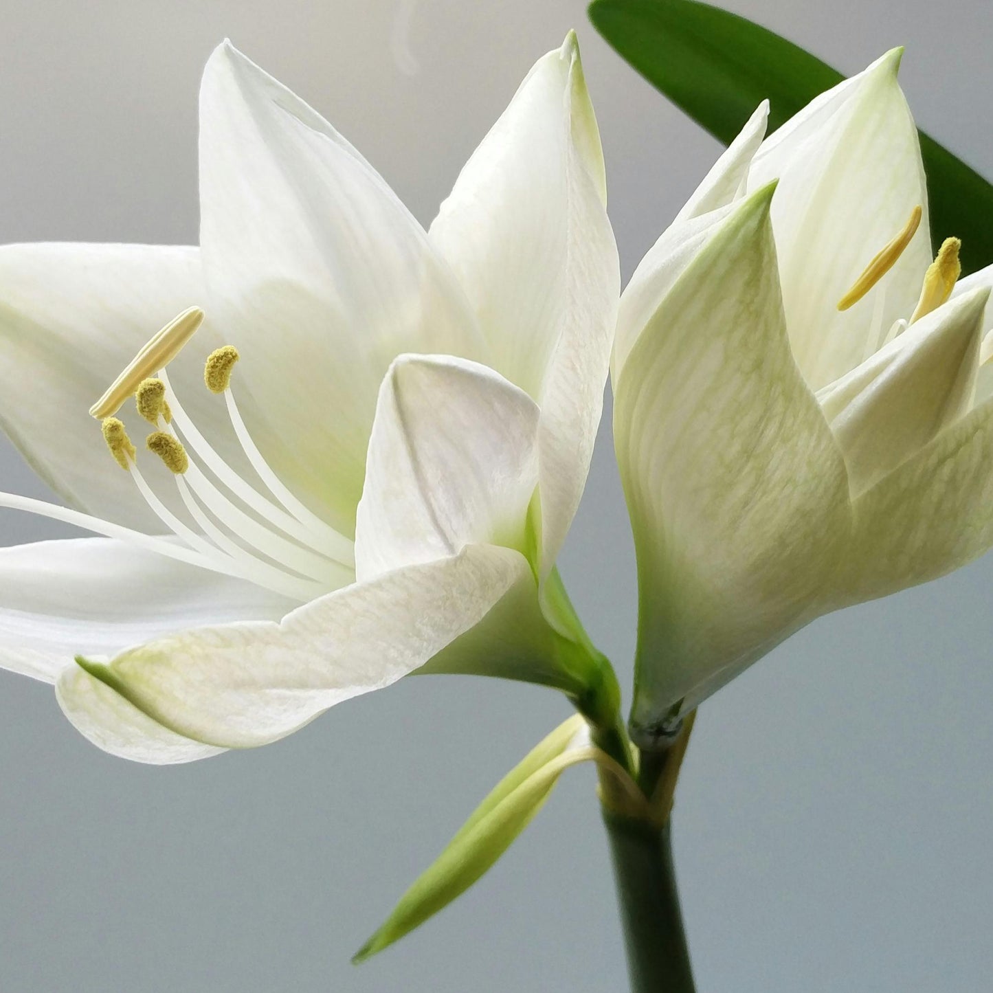 White Lily & Aloe 4oz Room Spray